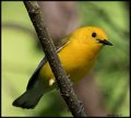 _7SB1919 prothonotary warbler